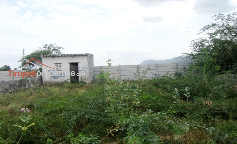 100 Anks East Facing #PlotforSale Near S.V Engg College Karkambadi Road, #Tirupati